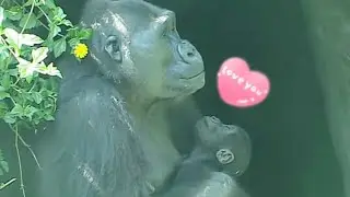 D'jeeco Family|Gorilla|Taipei zoo|Two mothers grab the grapefruit peel, and Jabali wants it too