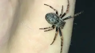 Walnut Orb Weaver Spider part 1
