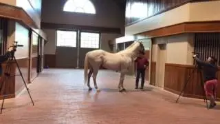 Stallion 'Too Much Bling' at Valor Farm