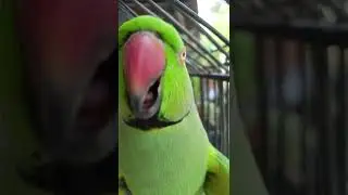Talking parrot 🦜