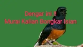 MURAI BATU ANDA CUMA NGERIWIK. PAKAI INI.!! TERAPI MURAI BATU. 100% RESPON.!!