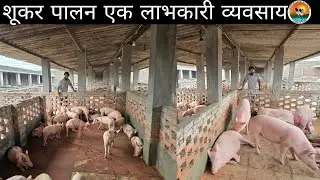 एक ऐसा व्यवसाय जो लाभप्रदता की ओर अग्रसर है। Pig Farm Training start from 5-sept-24 Saharanpur U.P