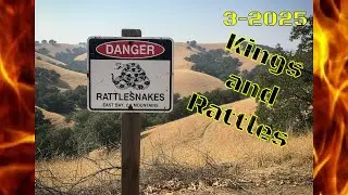 Juvenile Kingsnake and Juvenile Rattlesnakes - East Bay, California 3-2025