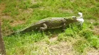 Crocodile Vs. bird