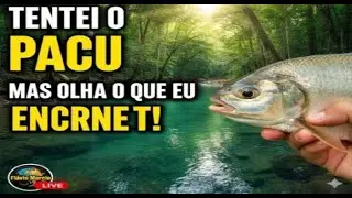 Live - PESCA DE PACU NO RIACHO: MOSTRANDO AS BELEZAS DA NOSSA NATUREZA