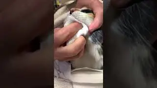 Remove dental plaque in a cat.
