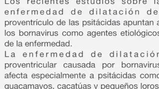 APLICACION MOVIL AVIANVET