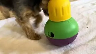 Starmark Treat Dispensing Bob a Lot Dog Toy, All Breed Sizes Review