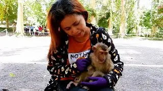 KK Dalin feeding food to baby monkey Ma Ton-Ma Ton super hungry.