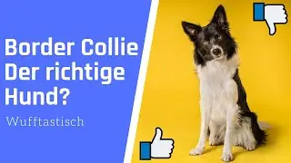 Ist ein Border Collie der richtige Hund f&uuml;r dich? 🔥