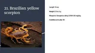 Top 50 deadliest animal in Latin America