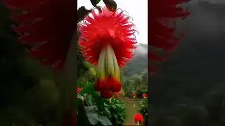 #beatifulnature #flowers #nature #beautful #amazingflowers #love #flowertypes #garden