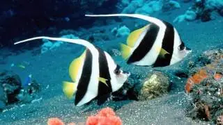 Papathanasiou Vangelis - Aquatic Dance (Underwater) (by viky)