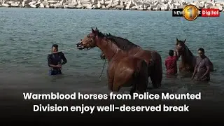 Warmblood horses from Police Mounted Division enjoy well-deserved break