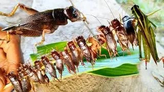 🦗 Wild Insect Hunt & Roast | Eating Jungle Cricket | Village Lifestyle🌿