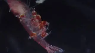 Opae ula (Halocaridina rubra) shrimp hatching