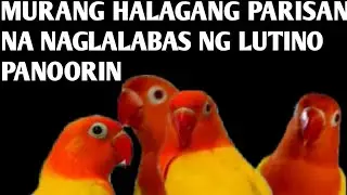 pano magpalabas ng lutino/ng walang visual lutino