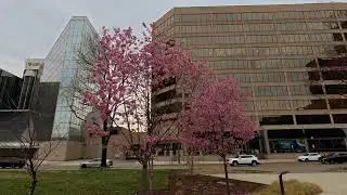Cherry Blossoms at McKeldin Square