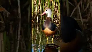 Black bellied Whistling Duck #wetlandbirds #whistlingbirds #waterfowl