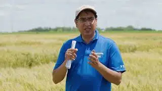 2020 Winter Wheat Crop Performance Testing Plots