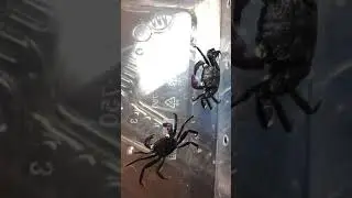 Geosesarma dennerle ,,full black,, , морфные крабы вампиры