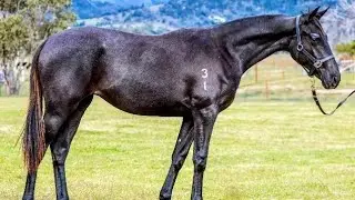 LOT 46 ZELPER HALO FOY ASH SALE 6TH MAY 2023
