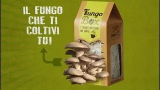 FUNGO BOX - Istruzioni kit fai da te