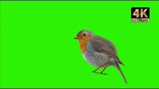 robin bird Birds green screen video