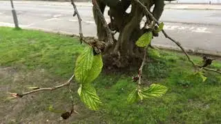 Persian ironwood (Parrotia persica) - young leaves - April 2018