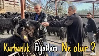 2026’da Kurbanlık Almak Hayal mi Olacak? İşte Fiyat Tahminleri