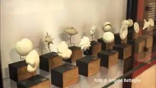 Balene e molluschi nel mare di Piacenza al Museo di storia naturale