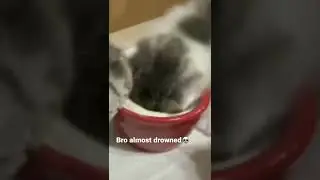 tingkah lucu kuncing kitten #shorts #short #kitten #kitchen #cat #cats #catlover
