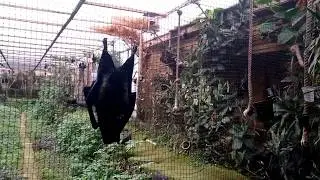 Durrell Wildlife Conservation Trust - Fruit Bats
