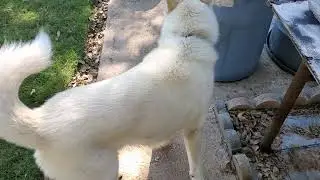 Lytle's coolest talking dog