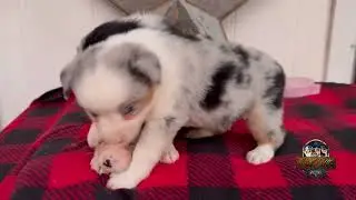 Red Sky x River Standard Litter 
