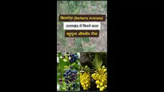 किलमोड़ा (Berberis Aristata) उत्तराखंड में मिलने वाला एक औषधीय पौधा(Medicinal Plant) #health #youtube