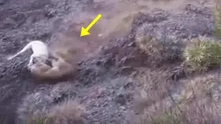 Dogo Argentino cazando Puma