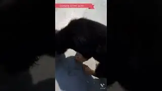 how to bath a puppy | kutte ke bache ko kaise nahalaye #gsd #germanshapherd #bath #fun