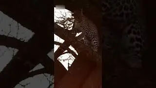 Warthog&rsquo;s Revenge: When the Leopard Becomes the Prey🐗💥🐆