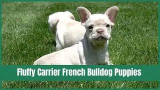 Fluffy Carrier French Bulldog Puppies