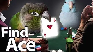 Find the Ace | Training Tutorial