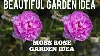 Moss rose gardening  idea❤️💚Table rose garden idea🌱🌱
