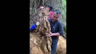 Giant mountain yam digging underground