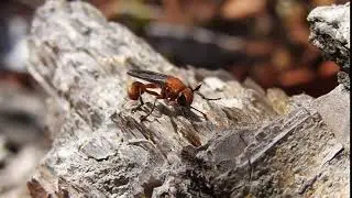 Diptero, familia Conopidae