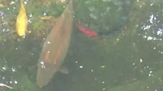 koi pond,mirror,common, tench,golden rudd.