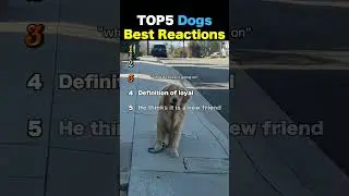 TOP5 Dogs Best Reactions
