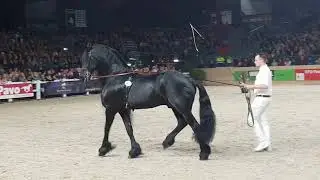 Beart 411 @stallion inspection 2019. Son of JASPER 366. Friesian horse