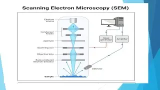 SCANNING ELECTRON MICROSCOPY
