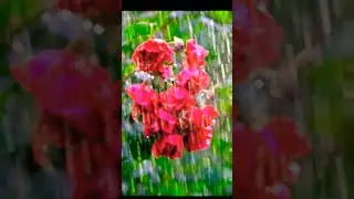 #redrose #adventure #bengal #beautiful #industry #nature #explore #youtubeshorts #shorts #allah