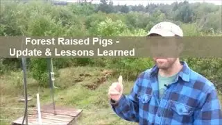 Update & Lessons Learned - Forest Raised Pigs